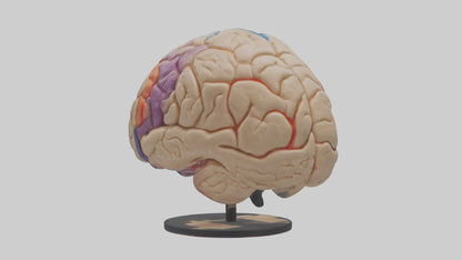 3D model Human Frontal Lobe Model VR / AR / low-poly