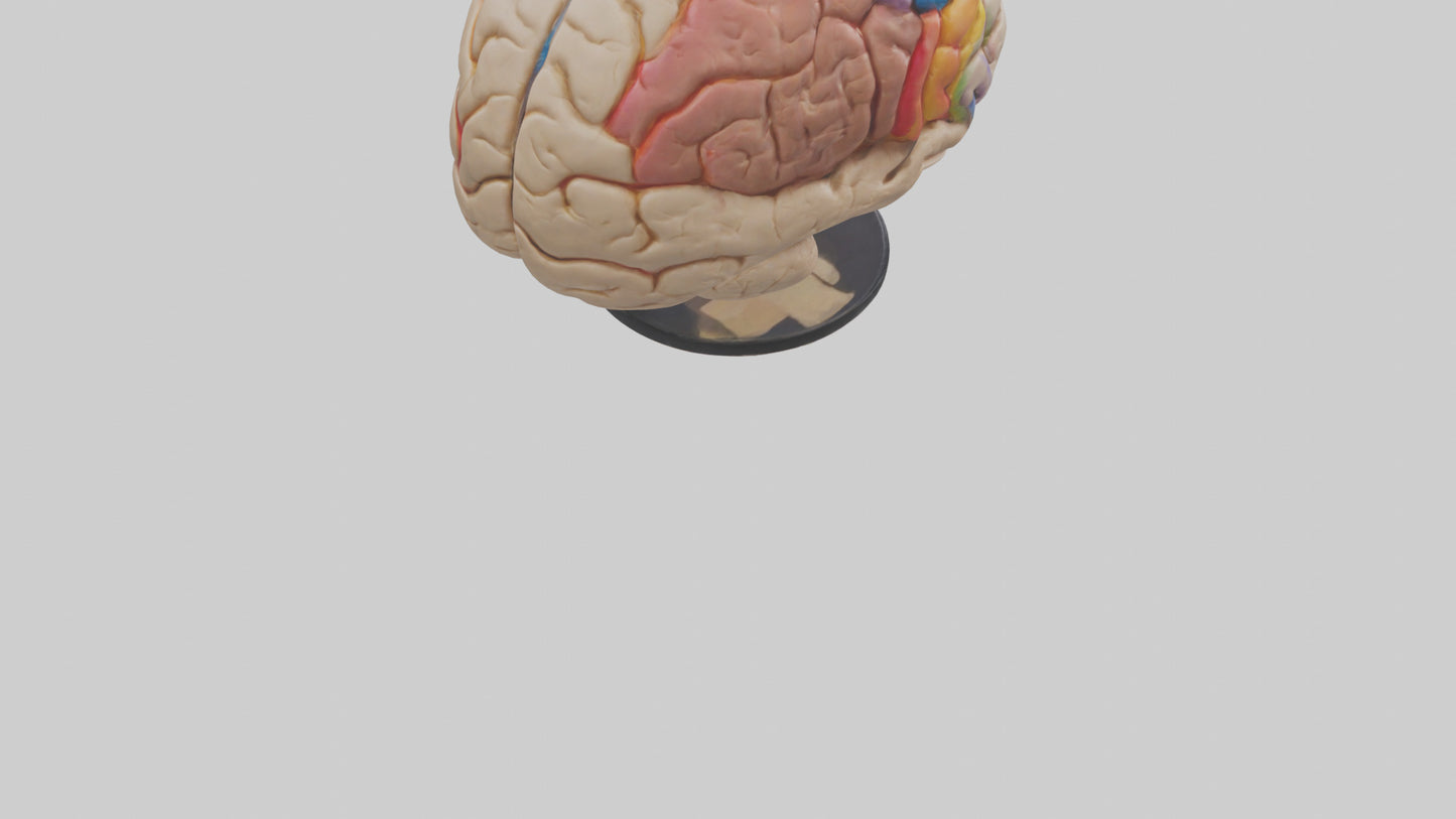 3D model Human Frontal Lobe Model VR / AR / low-poly