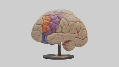3D model Human Frontal Lobe Model VR / AR / low-poly