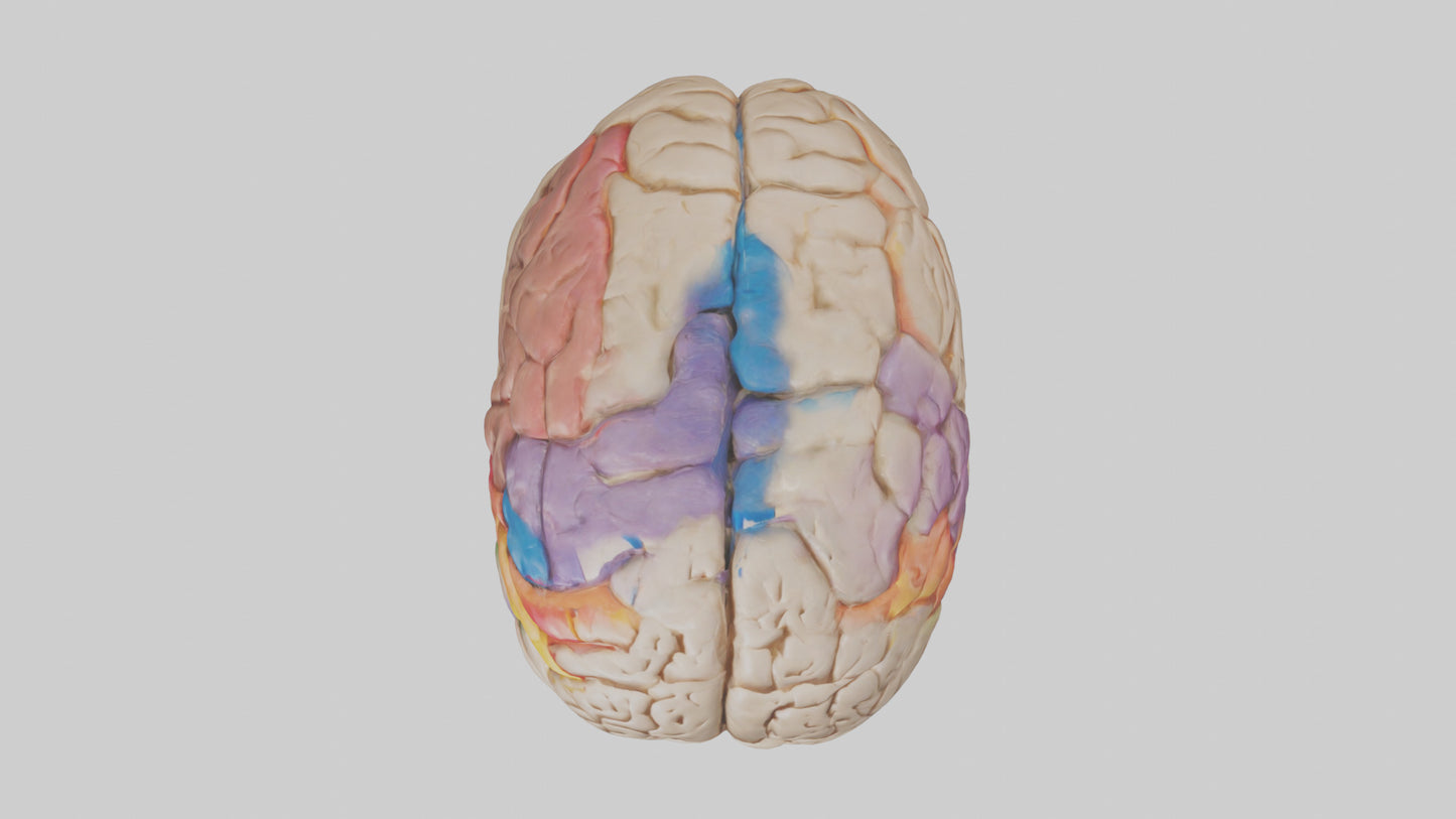 3D model Human Frontal Lobe Model VR / AR / low-poly