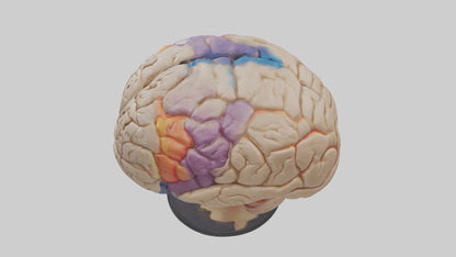 3D model Human Frontal Lobe Model VR / AR / low-poly