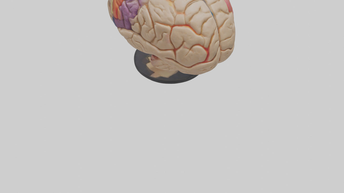 3D model Human Frontal Lobe Model VR / AR / low-poly