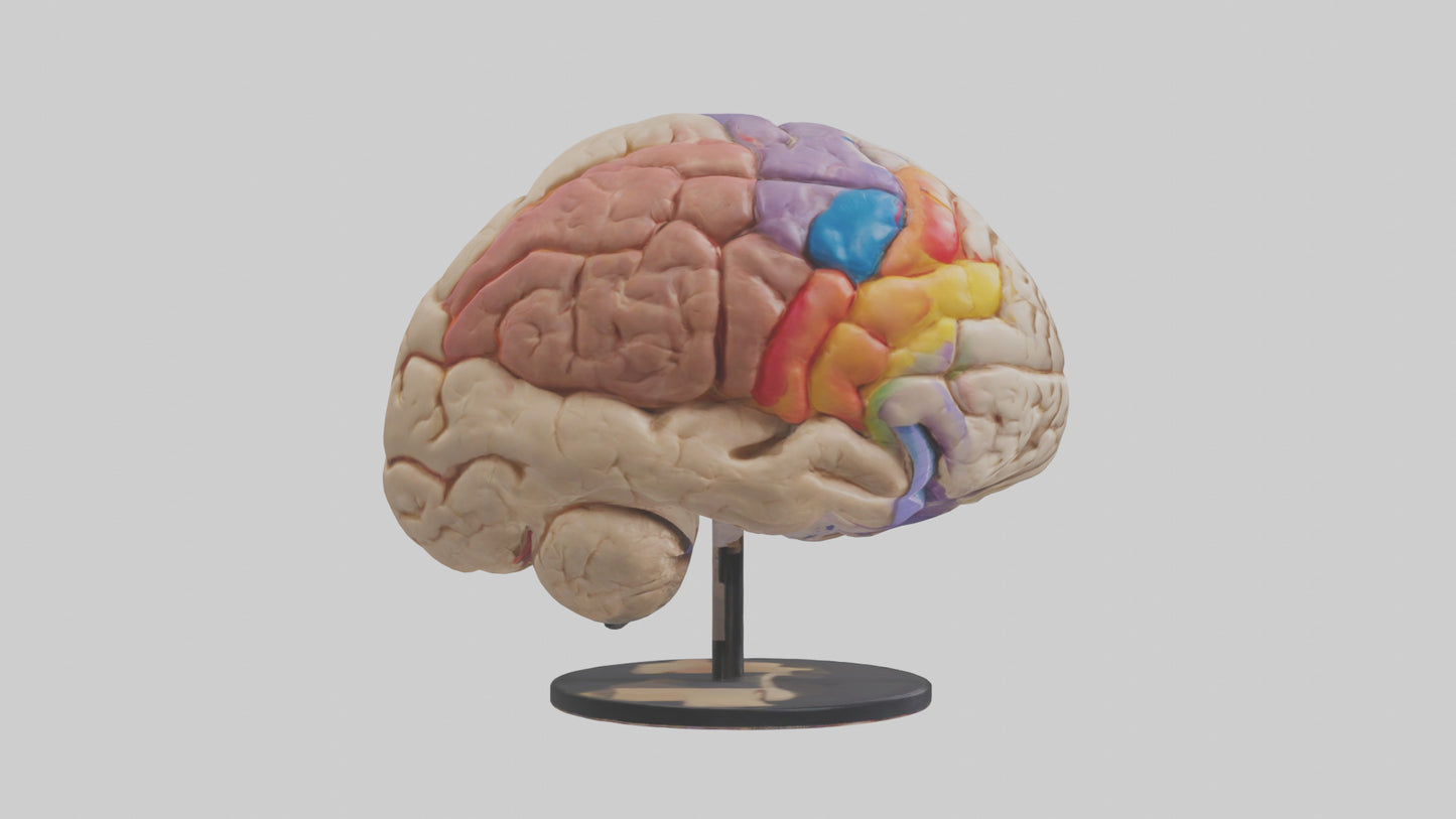 3D model Human Frontal Lobe Model VR / AR / low-poly