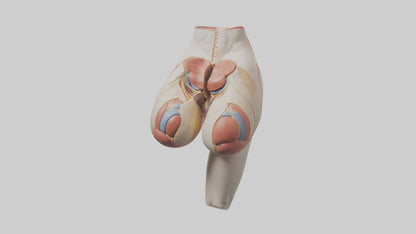 3D model Human Gluteus Maximus Model VR / AR / low-poly