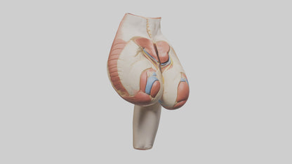 3D model Human Gluteus Maximus Model VR / AR / low-poly
