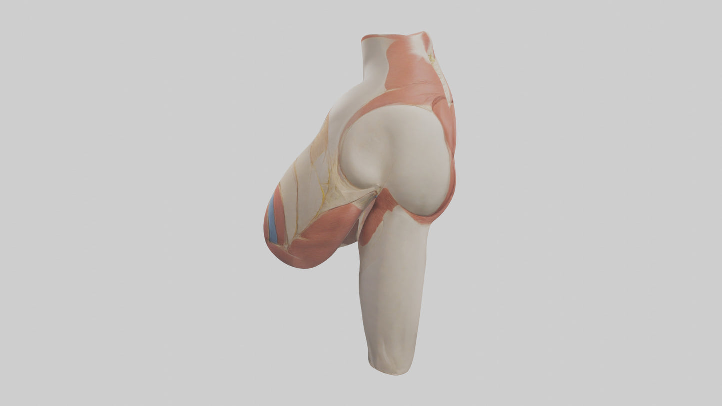 3D model Human Gluteus Maximus Model VR / AR / low-poly