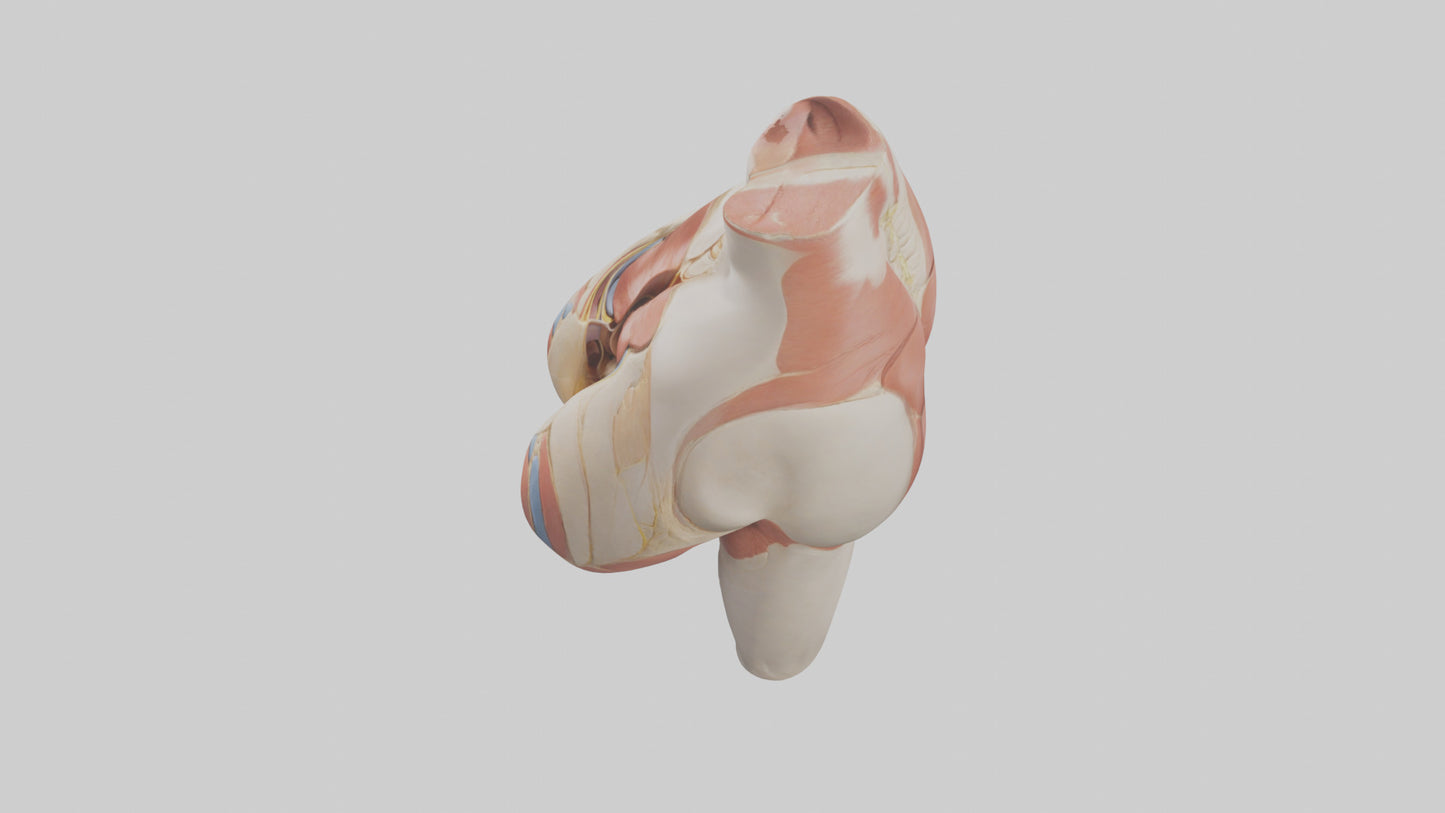 3D model Human Gluteus Maximus Model VR / AR / low-poly