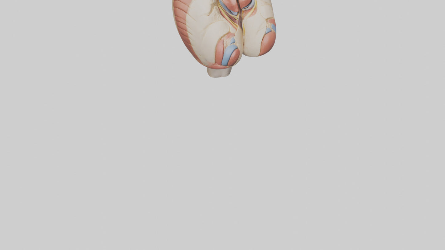 3D model Human Gluteus Maximus Model VR / AR / low-poly