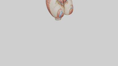 3D model Human Gluteus Maximus Model VR / AR / low-poly