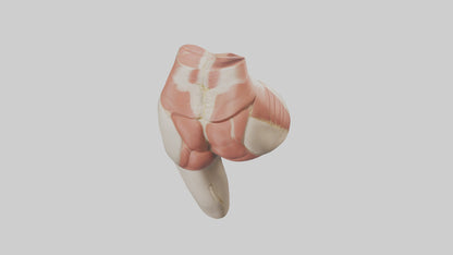 3D model Human Gluteus Maximus Model VR / AR / low-poly