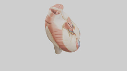 3D model Human Gluteus Maximus Model VR / AR / low-poly