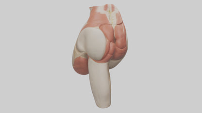 3D model Human Gluteus Maximus Model VR / AR / low-poly