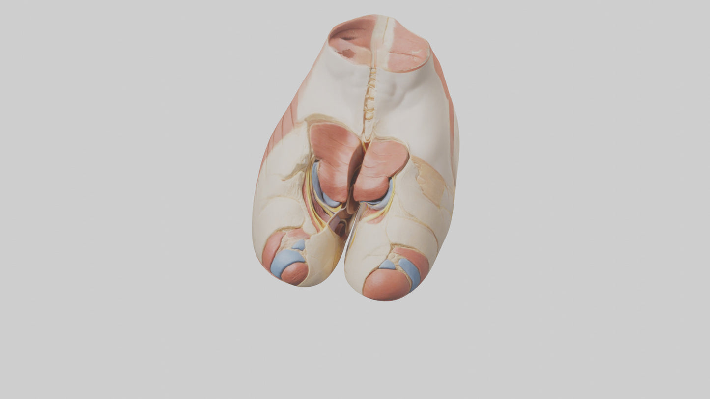 3D model Human Gluteus Maximus Model VR / AR / low-poly