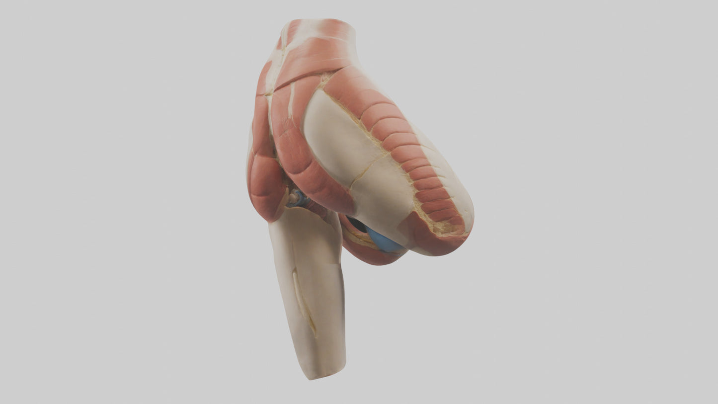 3D model Human Gluteus Maximus Model VR / AR / low-poly