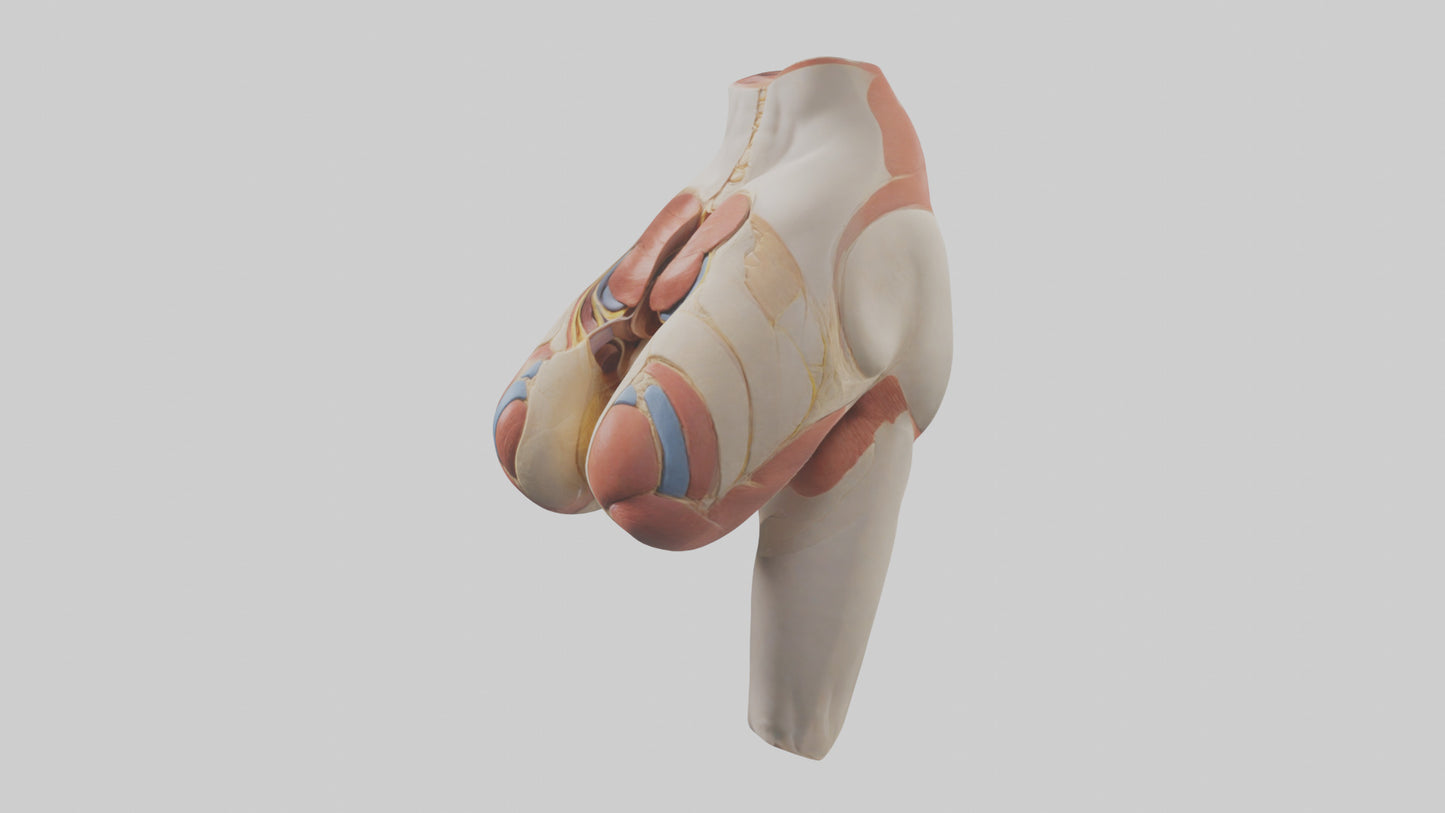 3D model Human Gluteus Maximus Model VR / AR / low-poly