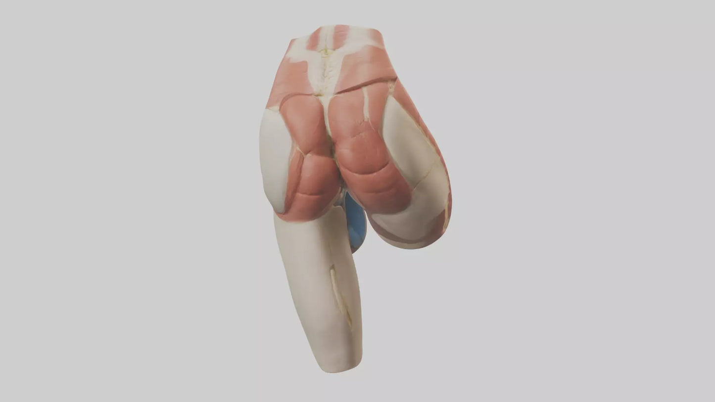 3D model Human Gluteus Maximus Model VR / AR / low-poly