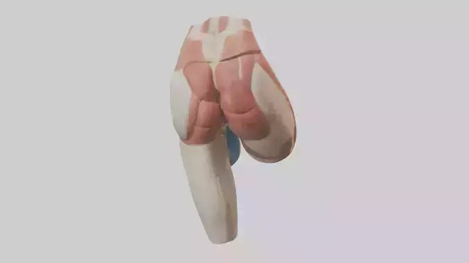 3D model Human Gluteus Maximus Model VR / AR / low-poly