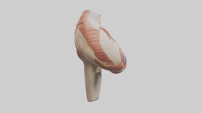 3D model Human Gluteus Maximus Model VR / AR / low-poly