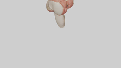 3D model Human Gluteus Maximus Model VR / AR / low-poly