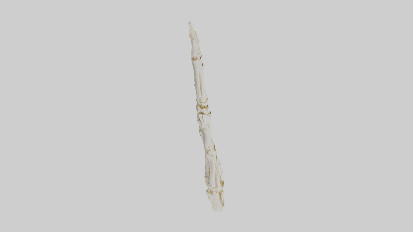 3D model Human Hand Skeleton model VR / AR / low-poly