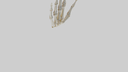 3D model Human Hand Skeleton model VR / AR / low-poly