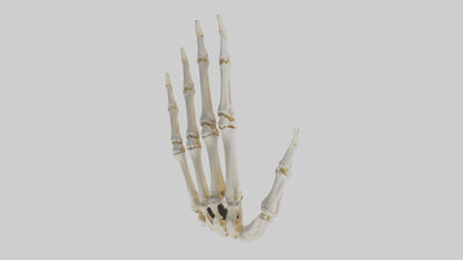 3D model Human Hand Skeleton model VR / AR / low-poly