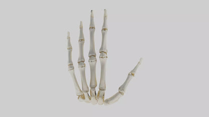 3D model Human Hand Skeleton model VR / AR / low-poly
