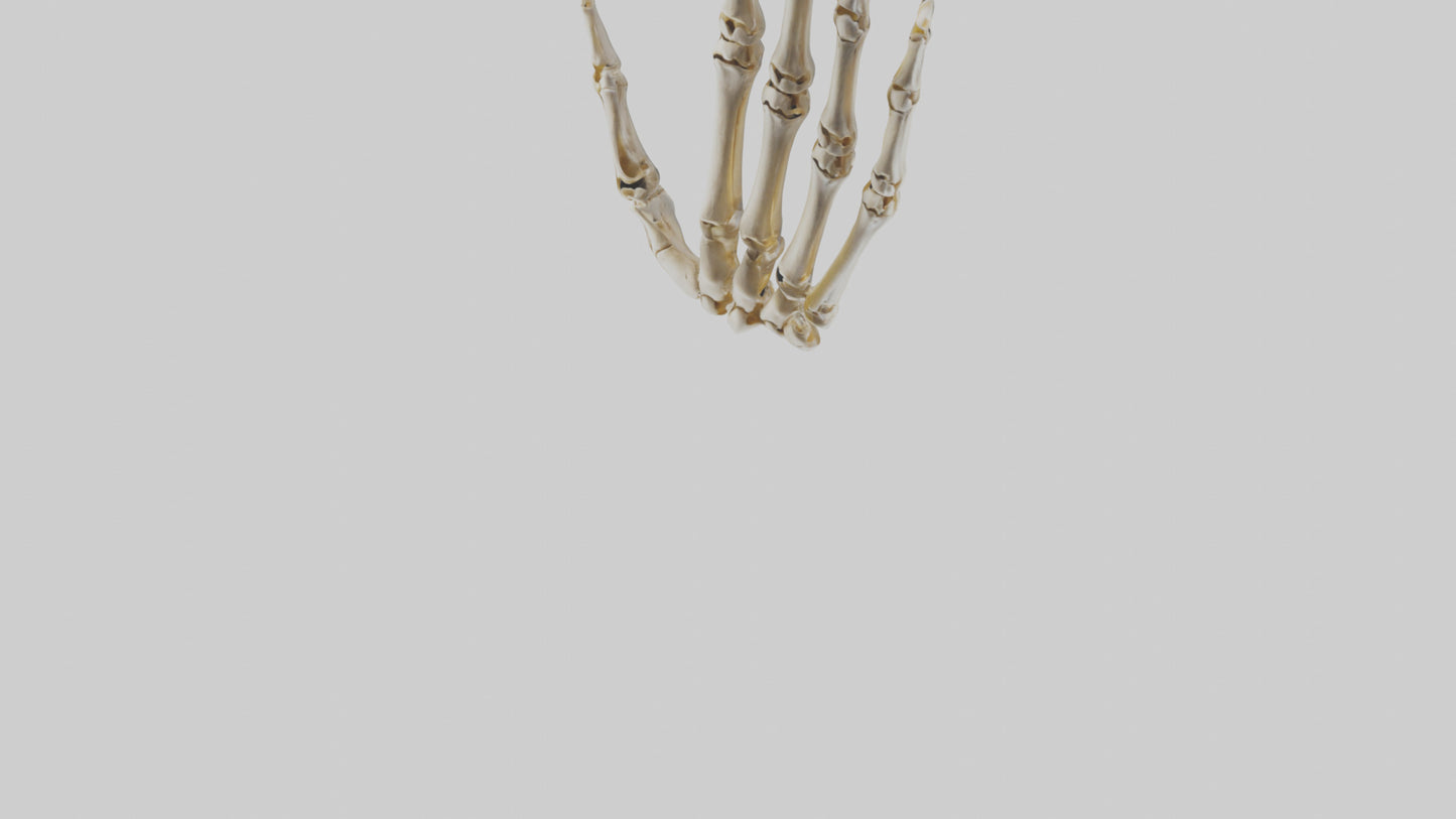 3D model Human Hand Skeleton model VR / AR / low-poly