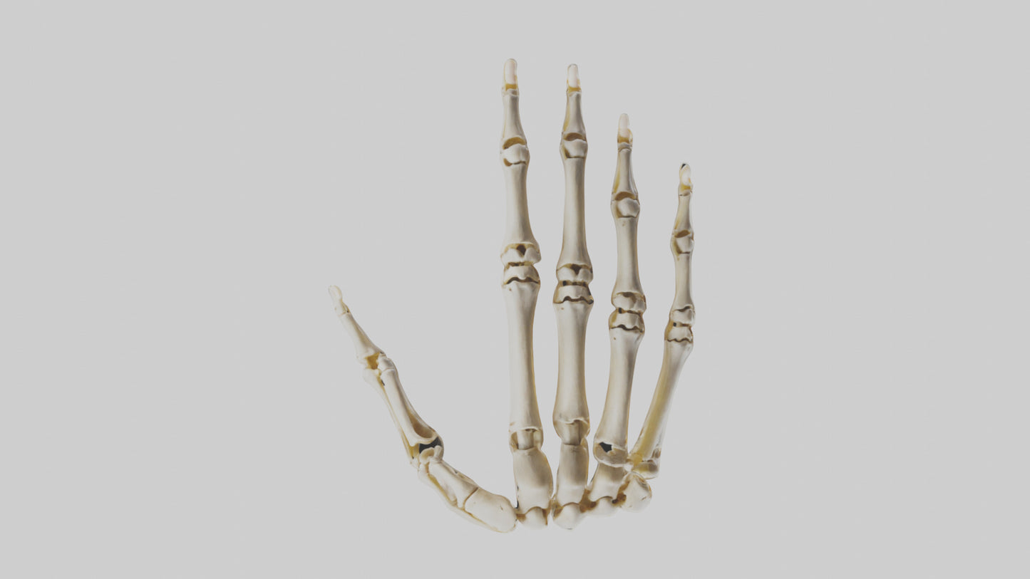 3D model Human Hand Skeleton model VR / AR / low-poly