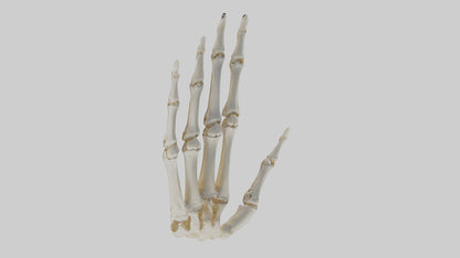 3D model Human Hand Skeleton model VR / AR / low-poly