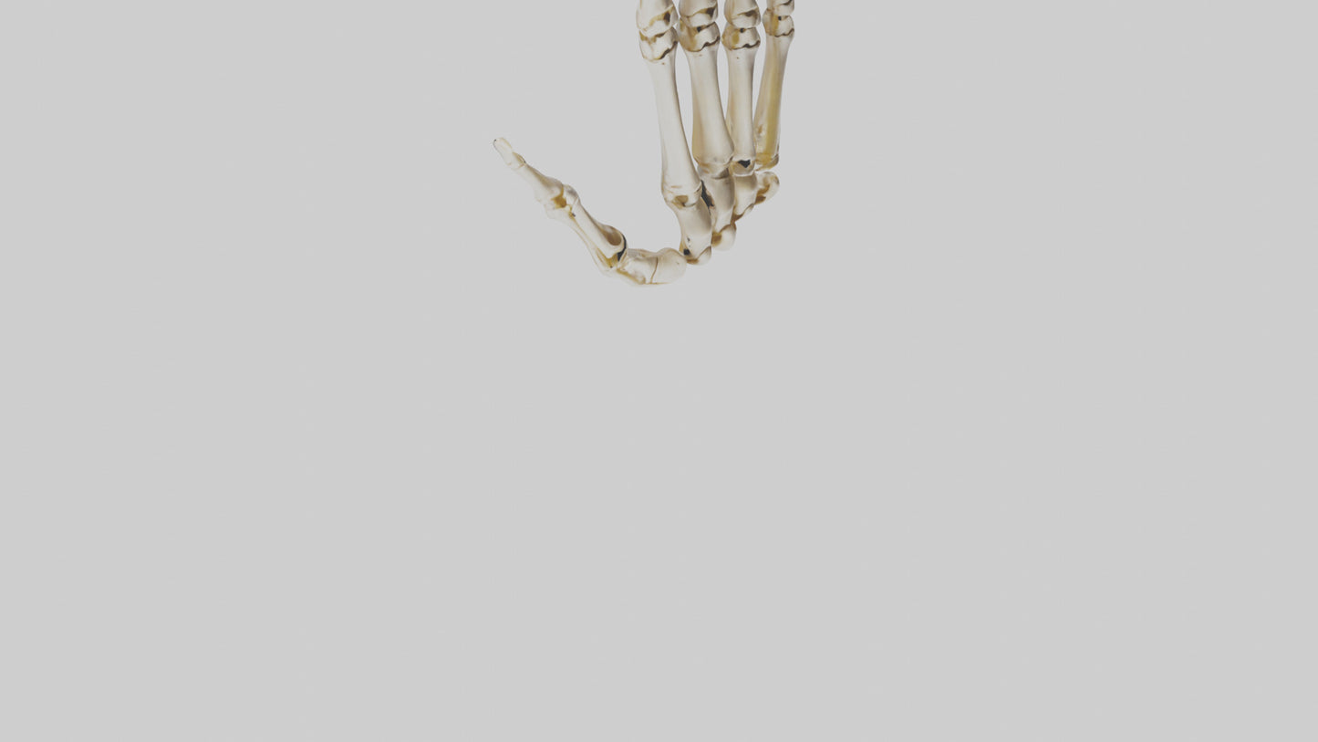3D model Human Hand Skeleton model VR / AR / low-poly