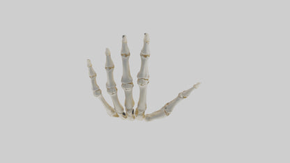 3D model Human Hand Skeleton model VR / AR / low-poly