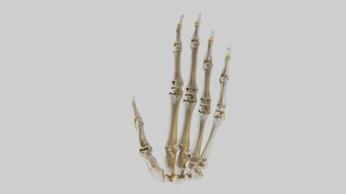 3D model Human Hand Skeleton model VR / AR / low-poly