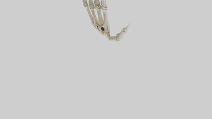 3D model Human Hand Skeleton model VR / AR / low-poly