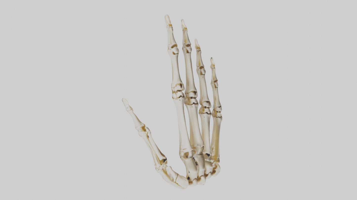 3D model Human Hand Skeleton model VR / AR / low-poly