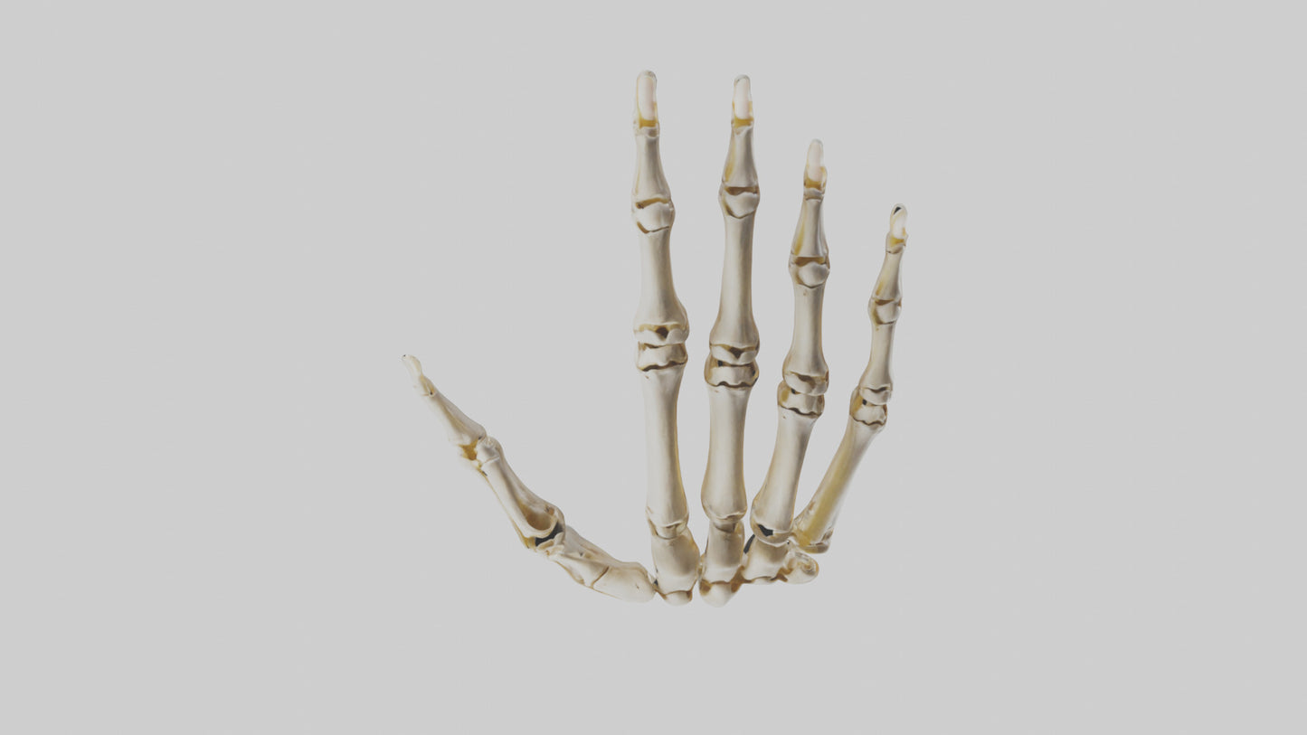 3D model Human Hand Skeleton model VR / AR / low-poly