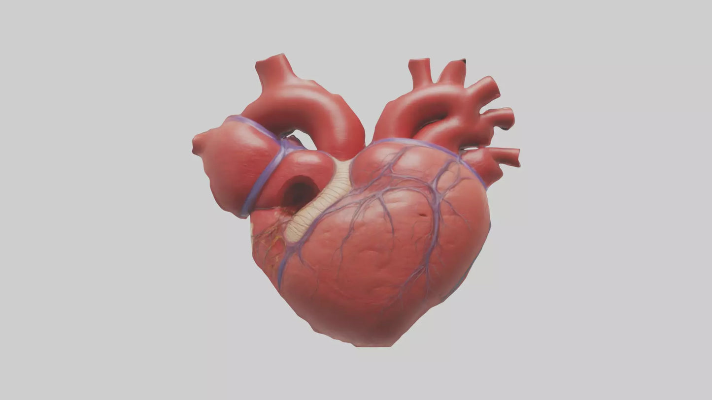 3D model Human Heart Chambers Model VR / AR / low-poly