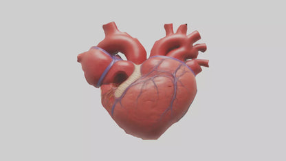 3D model Human Heart Chambers Model VR / AR / low-poly