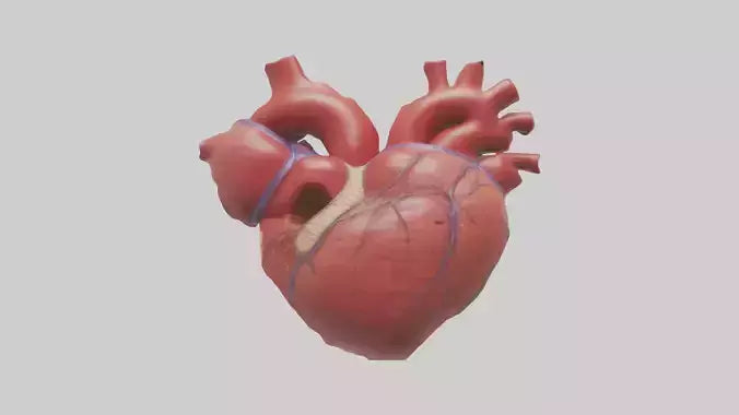 3D model Human Heart Chambers Model VR / AR / low-poly