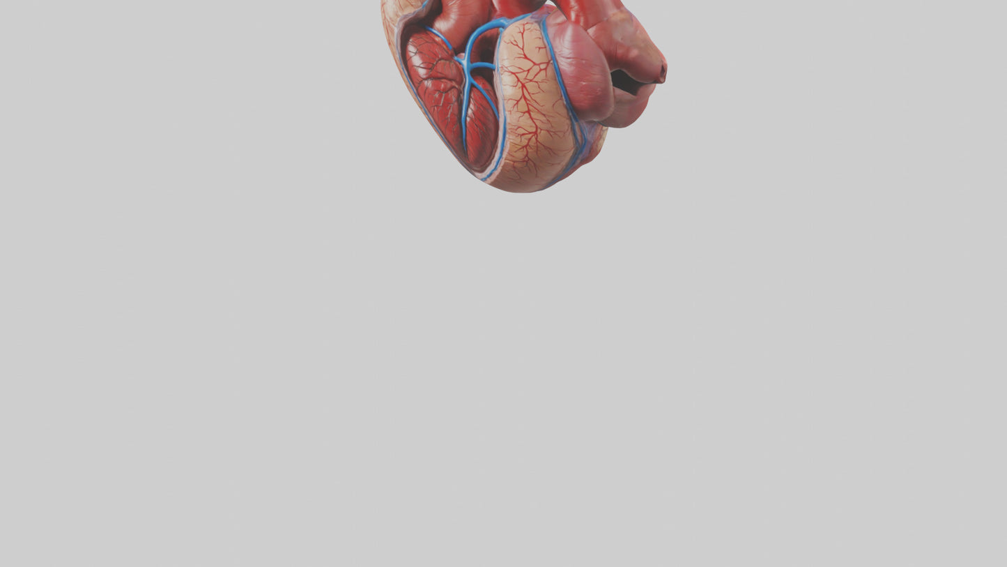 3D model Human Heart Chambers Model VR / AR / low-poly