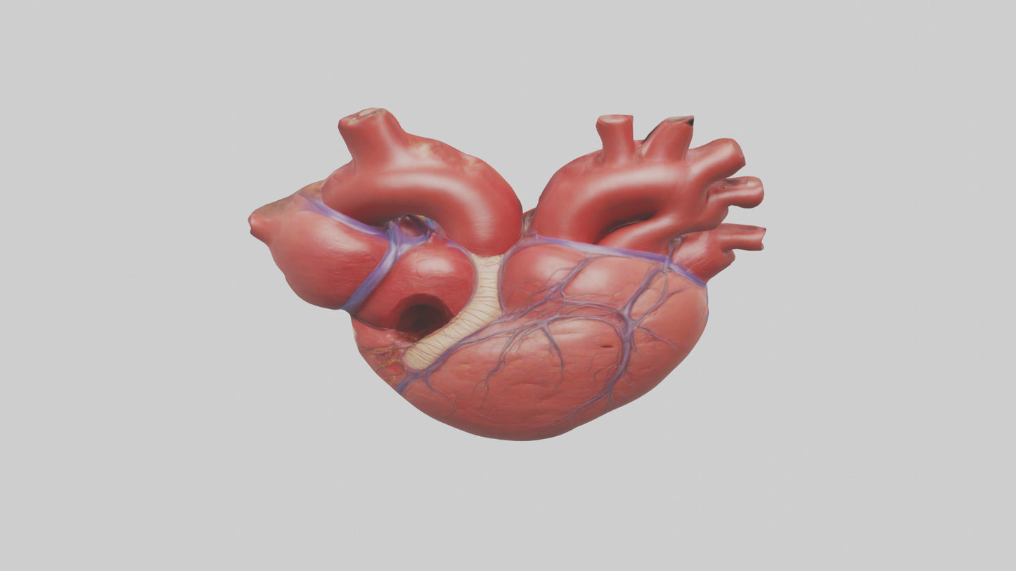 3D model Human Heart Chambers Model VR / AR / low-poly