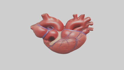 3D model Human Heart Chambers Model VR / AR / low-poly