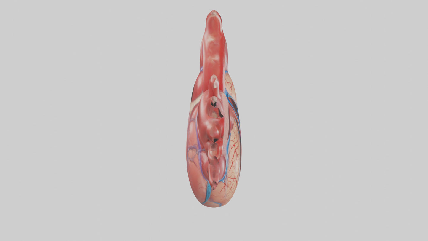 3D model Human Heart Chambers Model VR / AR / low-poly