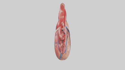 3D model Human Heart Chambers Model VR / AR / low-poly