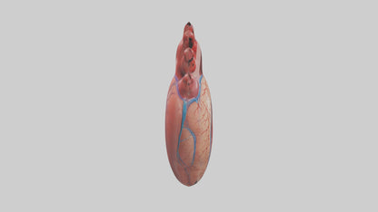 3D model Human Heart Chambers Model VR / AR / low-poly