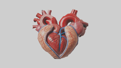 3D model Human Heart Chambers Model VR / AR / low-poly