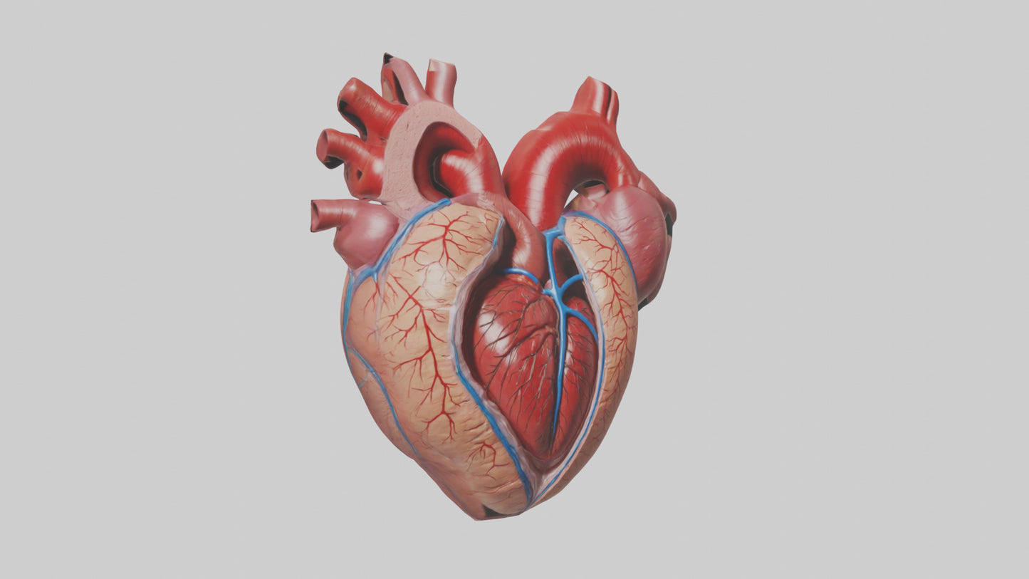 3D model Human Heart Chambers Model VR / AR / low-poly