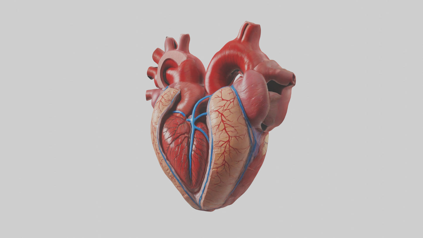 3D model Human Heart Chambers Model VR / AR / low-poly