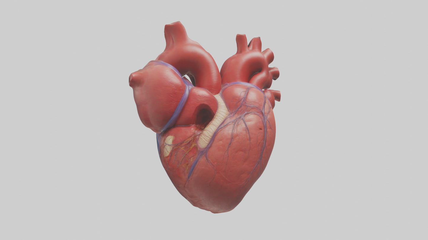 3D model Human Heart Chambers Model VR / AR / low-poly