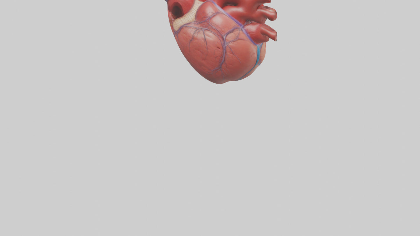 3D model Human Heart Chambers Model VR / AR / low-poly
